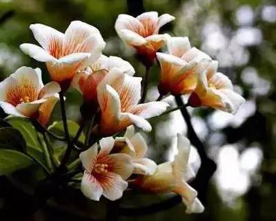 樱花花语及象征，樱花的花语是什（20种花的花语，你知道多少种）