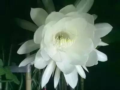 樱花花语及象征，樱花的花语是什（20种花的花语，你知道多少种）