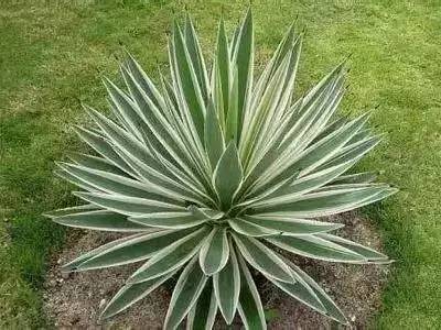 樱花花语及象征，樱花的花语是什（20种花的花语，你知道多少种）