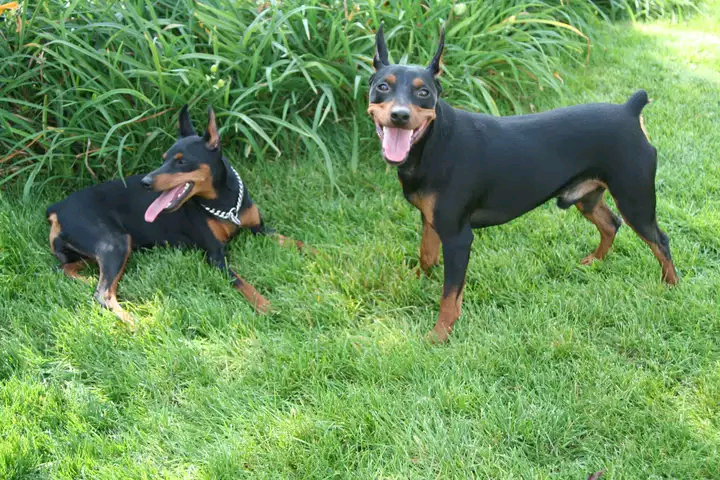 小鹿犬拉稀吃什么药 迷你杜宾犬拉肚治疗方法（宠物拉稀常见原因及治疗指南）