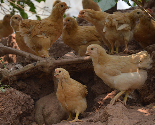 龙门特色小吃，龙门有名特色菜（深受消费者养殖户欢迎）