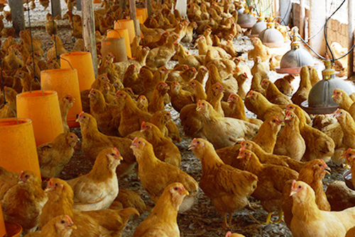 龙门特色小吃，龙门有名特色菜（深受消费者养殖户欢迎）