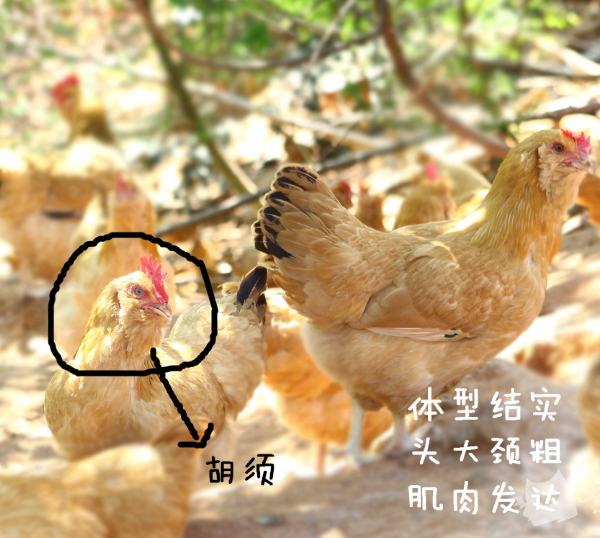 龙门特色小吃，龙门有名特色菜（深受消费者养殖户欢迎）