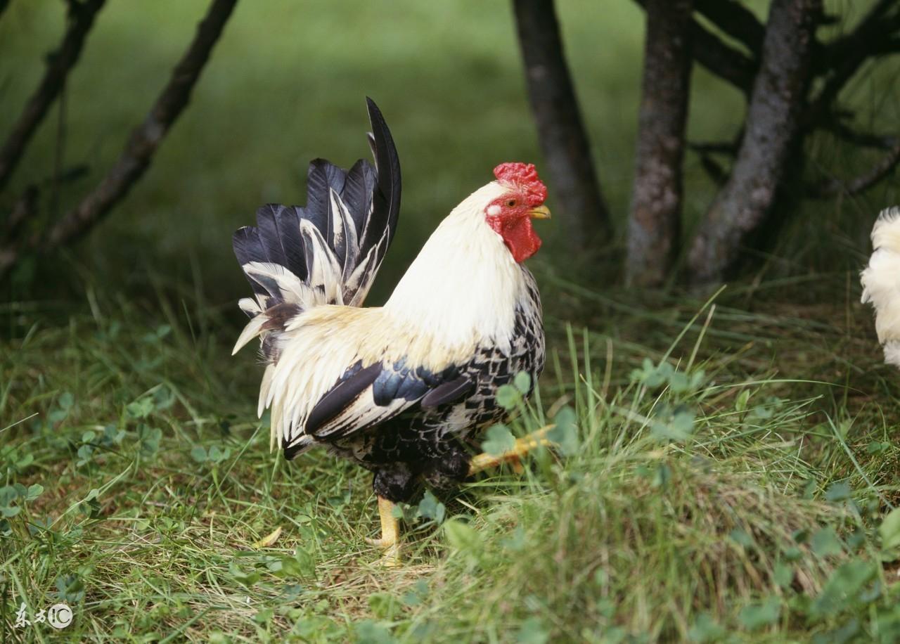 1993年属鸡什么时候结婚最好(1993年属鸡是什么命女) - 珍缘易学