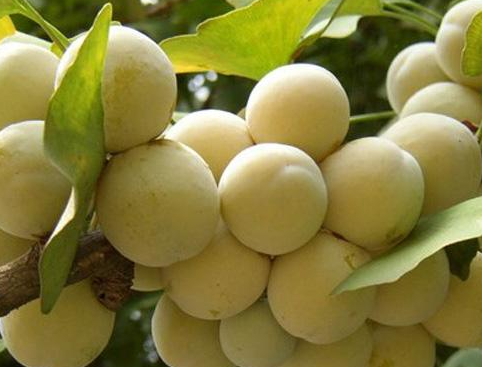 银杏是什么，孕妈吃了胎儿停止发育（银杏是什么颜色的叶子）