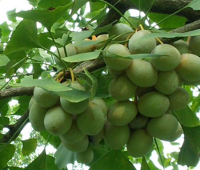 银杏是什么，孕妈吃了胎儿停止发育（银杏是什么颜色的叶子）