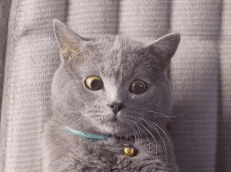 正太头像 动漫 呆萌男，颜ovo正太可爱动漫男头/图源wl微信（虐狗竟也开始传宗接代了？！）