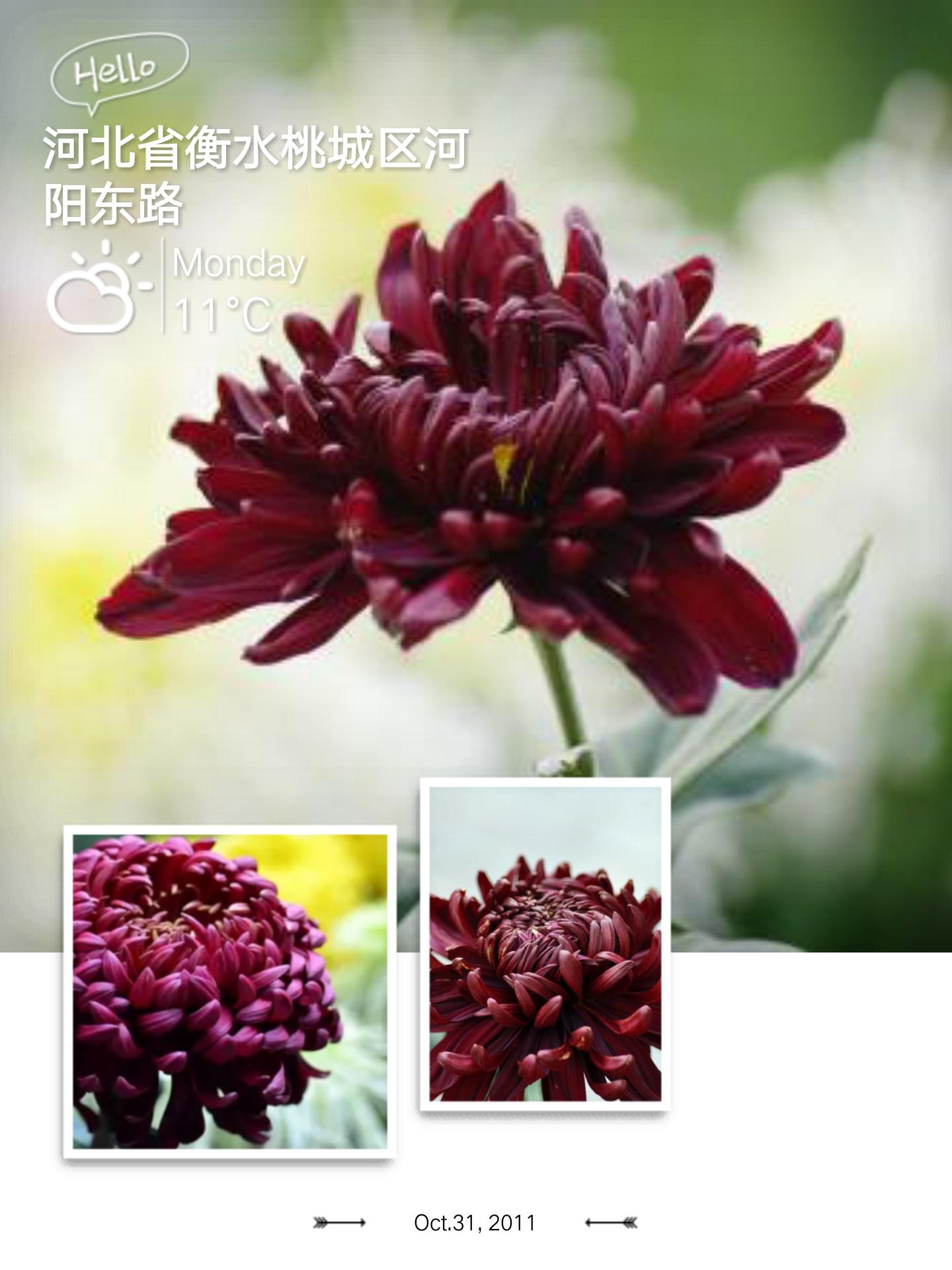 菊花的别称有哪些，菊花的别称有哪些英语说（常见菊花品种你知道吗）