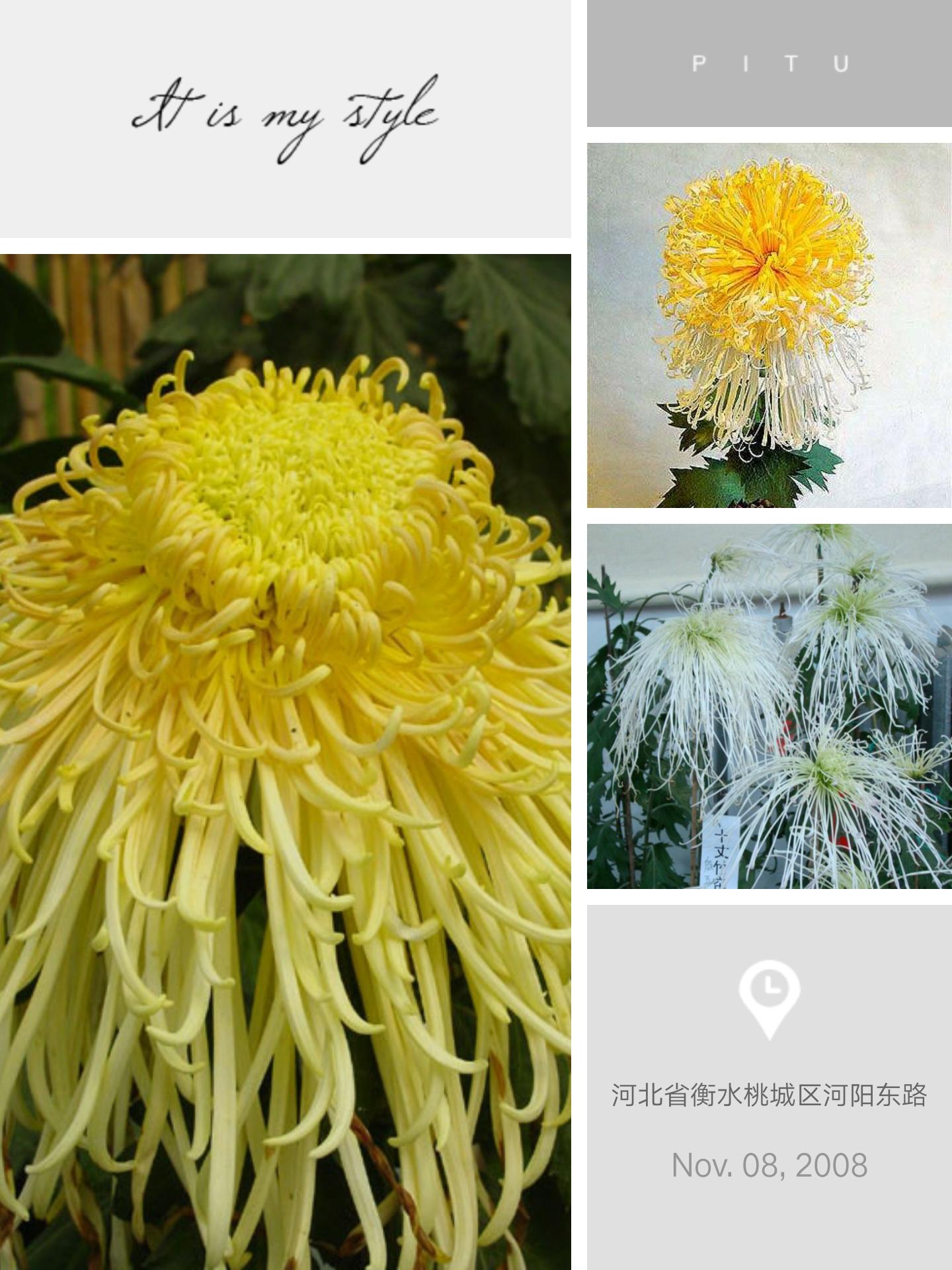 菊花的别称有哪些，菊花的别称有哪些英语说（常见菊花品种你知道吗）