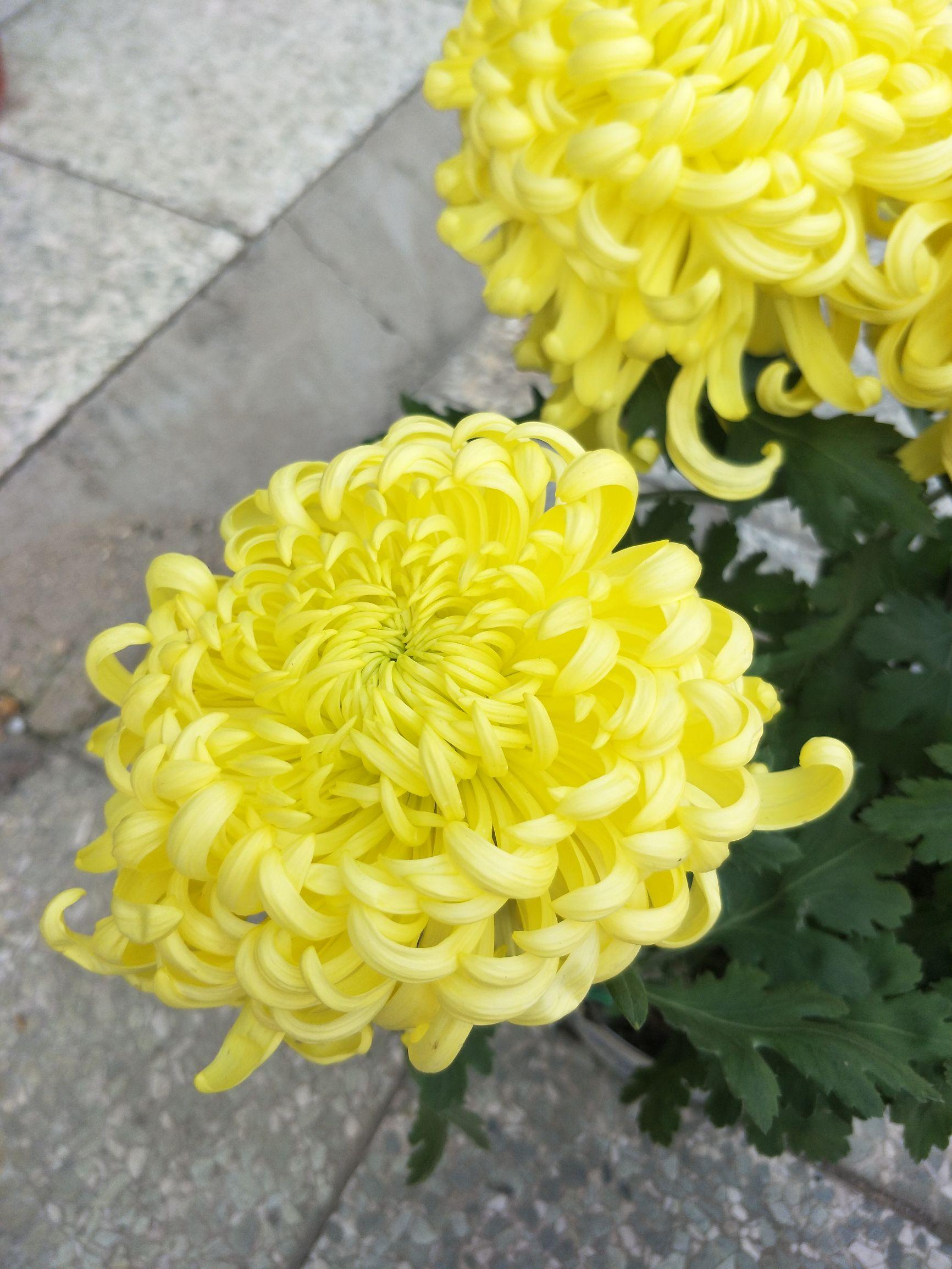 菊花的别称有哪些，菊花的别称有哪些英语说（常见菊花品种你知道吗）