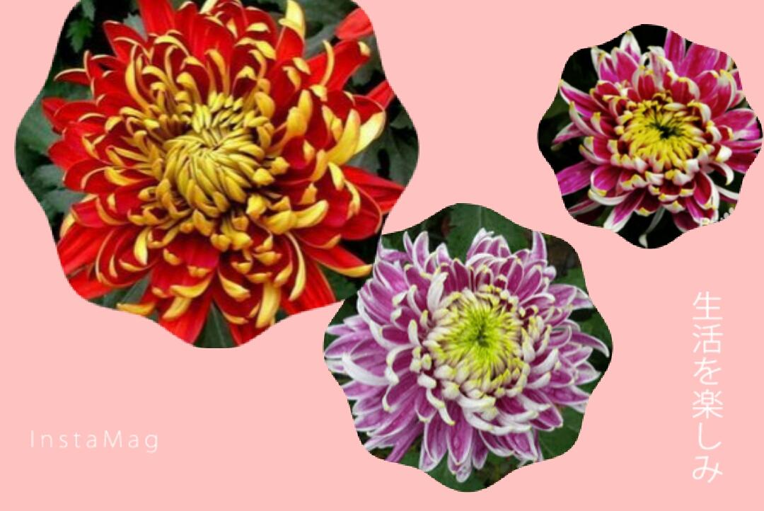 菊花的别称有哪些，菊花的别称有哪些英语说（常见菊花品种你知道吗）