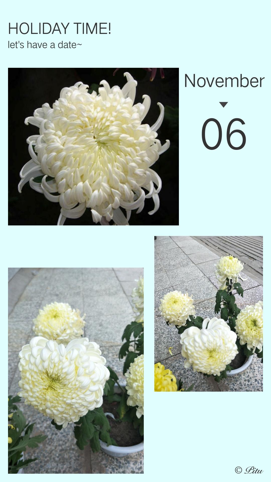 菊花的别称有哪些，菊花的别称有哪些英语说（常见菊花品种你知道吗）