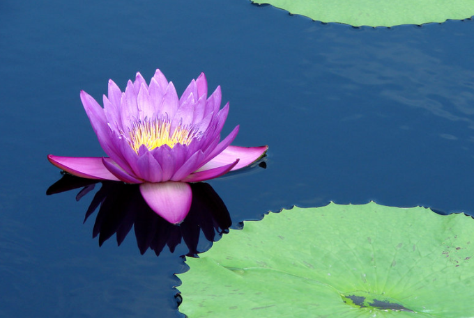 睡火莲的花语和寓意,养花技巧火焰般耀眼的睡火莲 - 玉三网