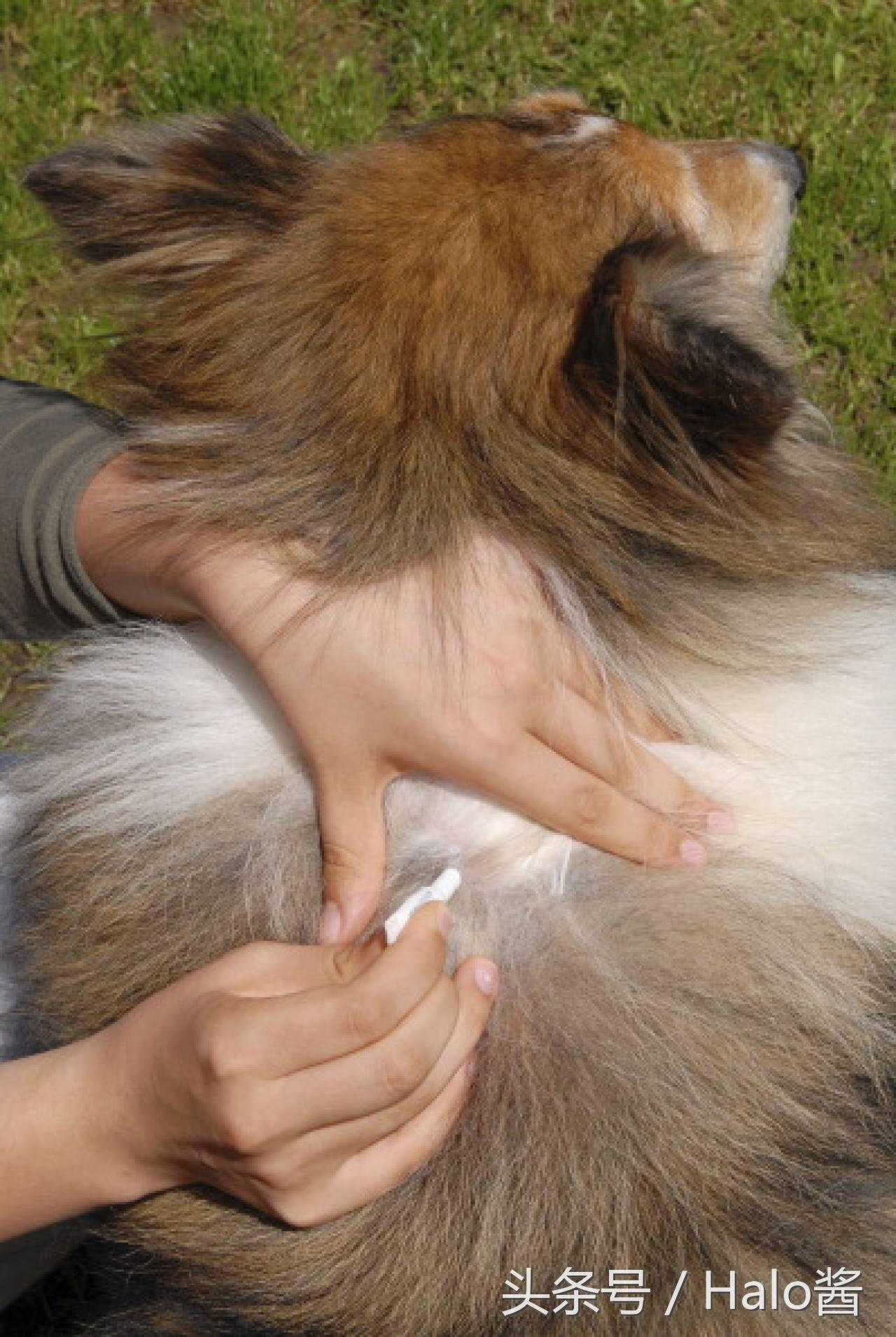 狗狗怎么防蚊子叮咬 防蚊圈很好使（宠物防蚊指南让你的狗狗远离蚊虫）