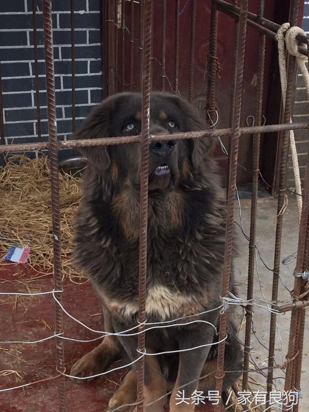 海南良狗价格多少钱（海南犬舍推荐的五种高性价比良犬）