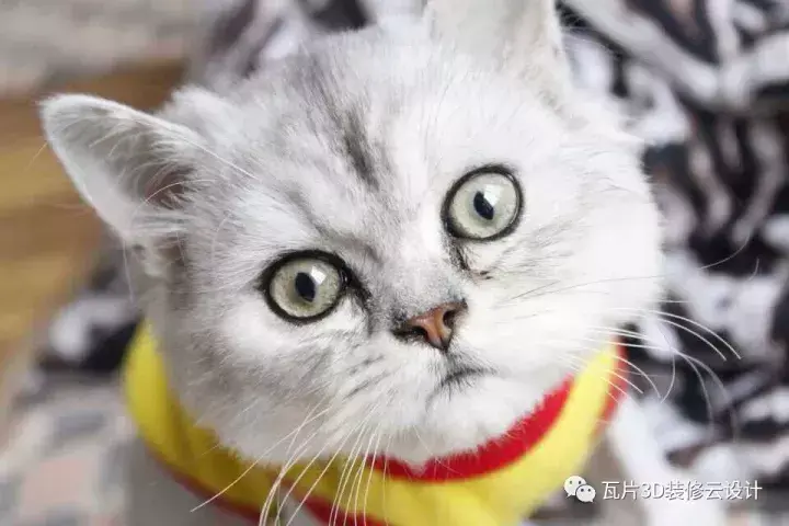 家居养猫狗的风水 风水命理揭秘，你养对宠物了吗