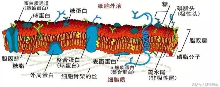 什么是系统边界（细胞膜——系统的边界知识点）