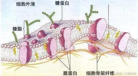 什么是系统边界（细胞膜——系统的边界知识点）