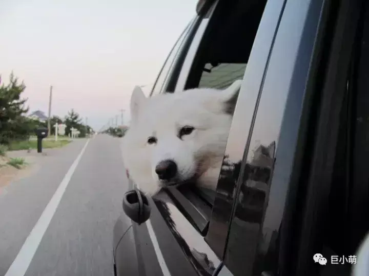 萨摩身高是多少（了解萨摩犬的身高特点和饲养技巧）