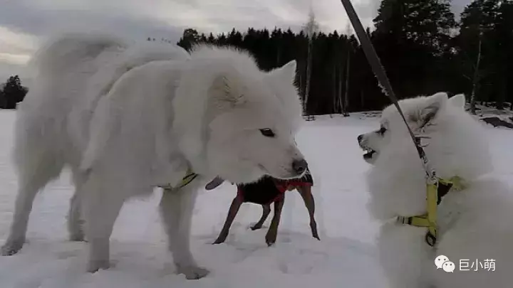 萨摩身高是多少（了解萨摩犬的身高特点和饲养技巧）