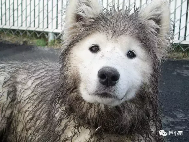 萨摩身高是多少（了解萨摩犬的身高特点和饲养技巧）