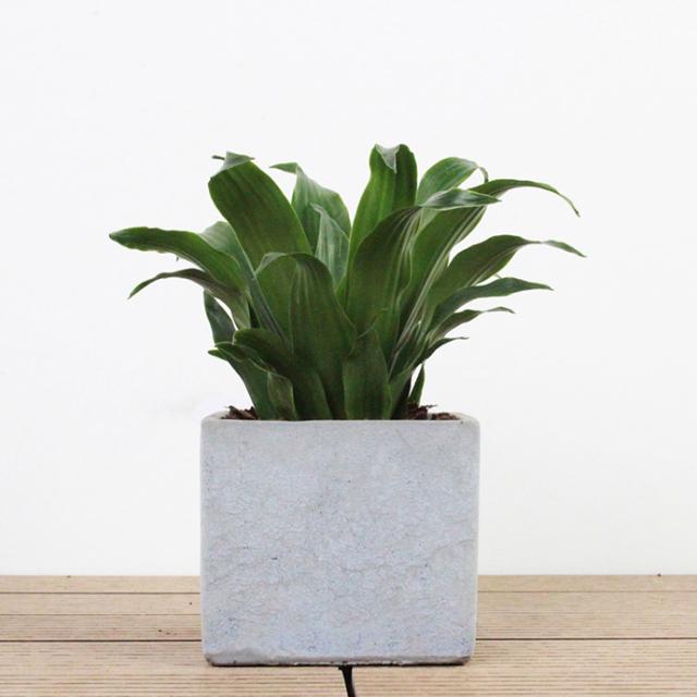 桌面小绿植(办公桌植物图片)-柯彬网