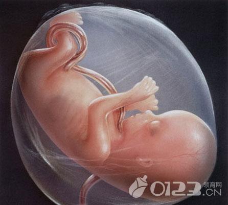 38周胎儿双顶径标准，孕38周胎儿数值标准（看看你腹中的宝宝合格吗）
