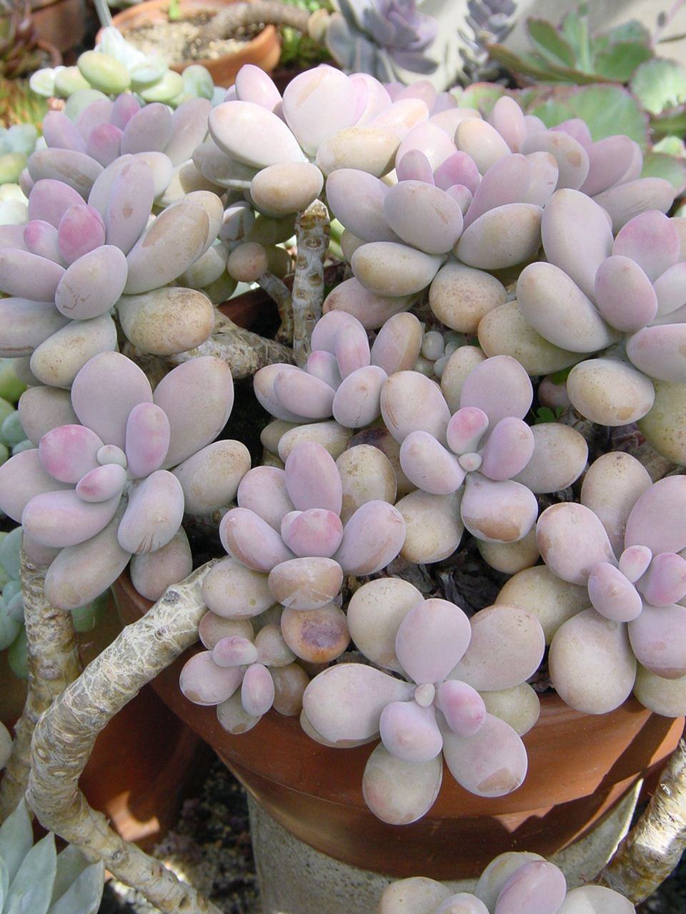 桃美人具有很强的趋光性,如果光线不均匀,他们会朝