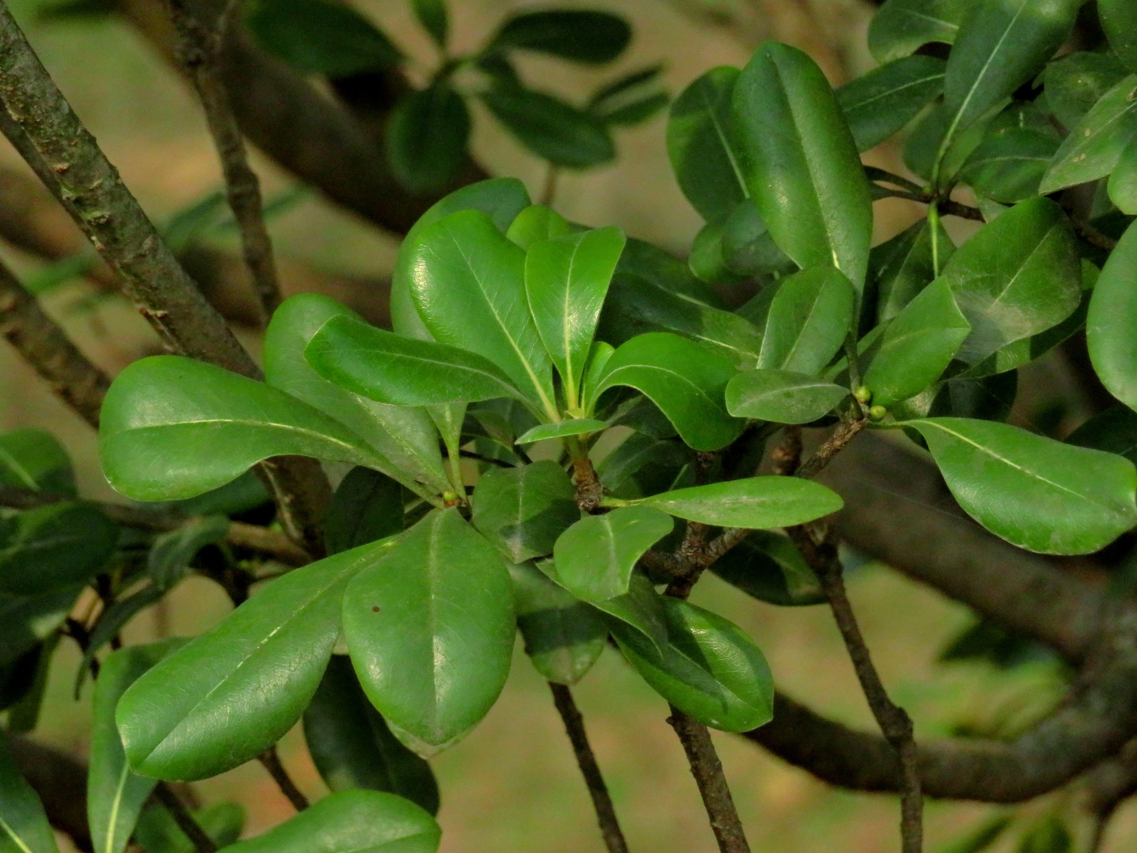海桐的功效与作用体现在其园林造景和药用价值方面,养殖方法简单