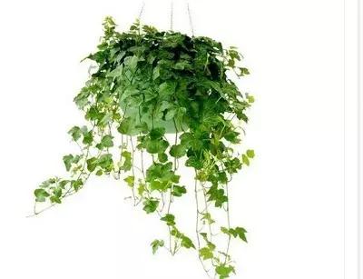 什么植物放在办公室最旺财 办公室植物注意事项，什么植物放在办公室最旺财（家中、办公室不可缺的旺宅旺财风水花卉）