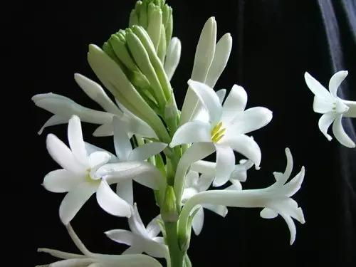 什么植物放在办公室最旺财 办公室植物注意事项，什么植物放在办公室最旺财（家中、办公室不可缺的旺宅旺财风水花卉）