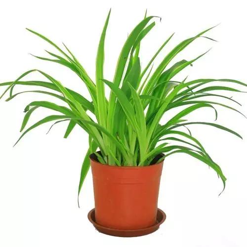 什么植物放在办公室最旺财 办公室植物注意事项，什么植物放在办公室最旺财（家中、办公室不可缺的旺宅旺财风水花卉）