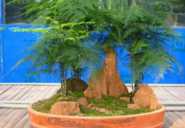 什么植物放在办公室最旺财 办公室植物注意事项，什么植物放在办公室最旺财（家中、办公室不可缺的旺宅旺财风水花卉）