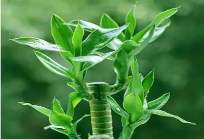 什么植物放在办公室最旺财 办公室植物注意事项，什么植物放在办公室最旺财（家中、办公室不可缺的旺宅旺财风水花卉）