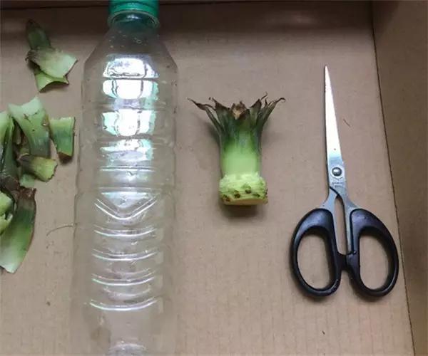 自己怎么种菠萝，怎么在家种植一棵菠萝（如何在家种菠萝）