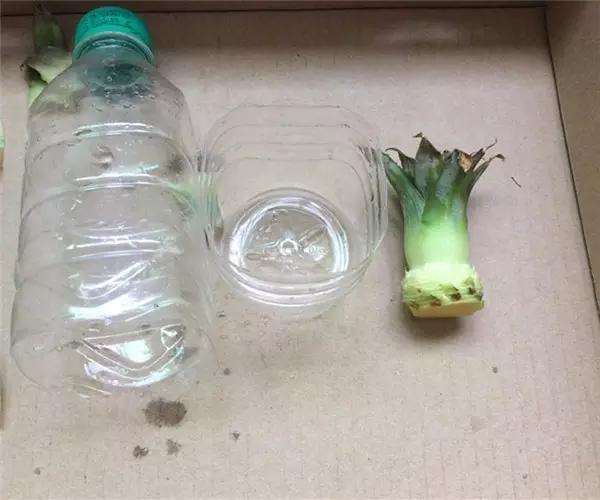 自己怎么种菠萝，怎么在家种植一棵菠萝（如何在家种菠萝）