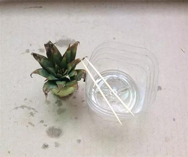 自己怎么种菠萝，怎么在家种植一棵菠萝（如何在家种菠萝）