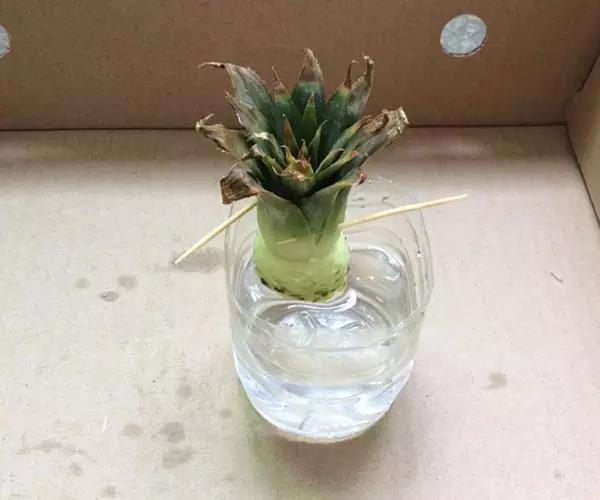 自己怎么种菠萝，怎么在家种植一棵菠萝（如何在家种菠萝）