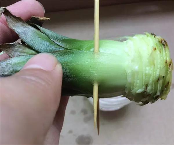 自己怎么种菠萝，怎么在家种植一棵菠萝（如何在家种菠萝）