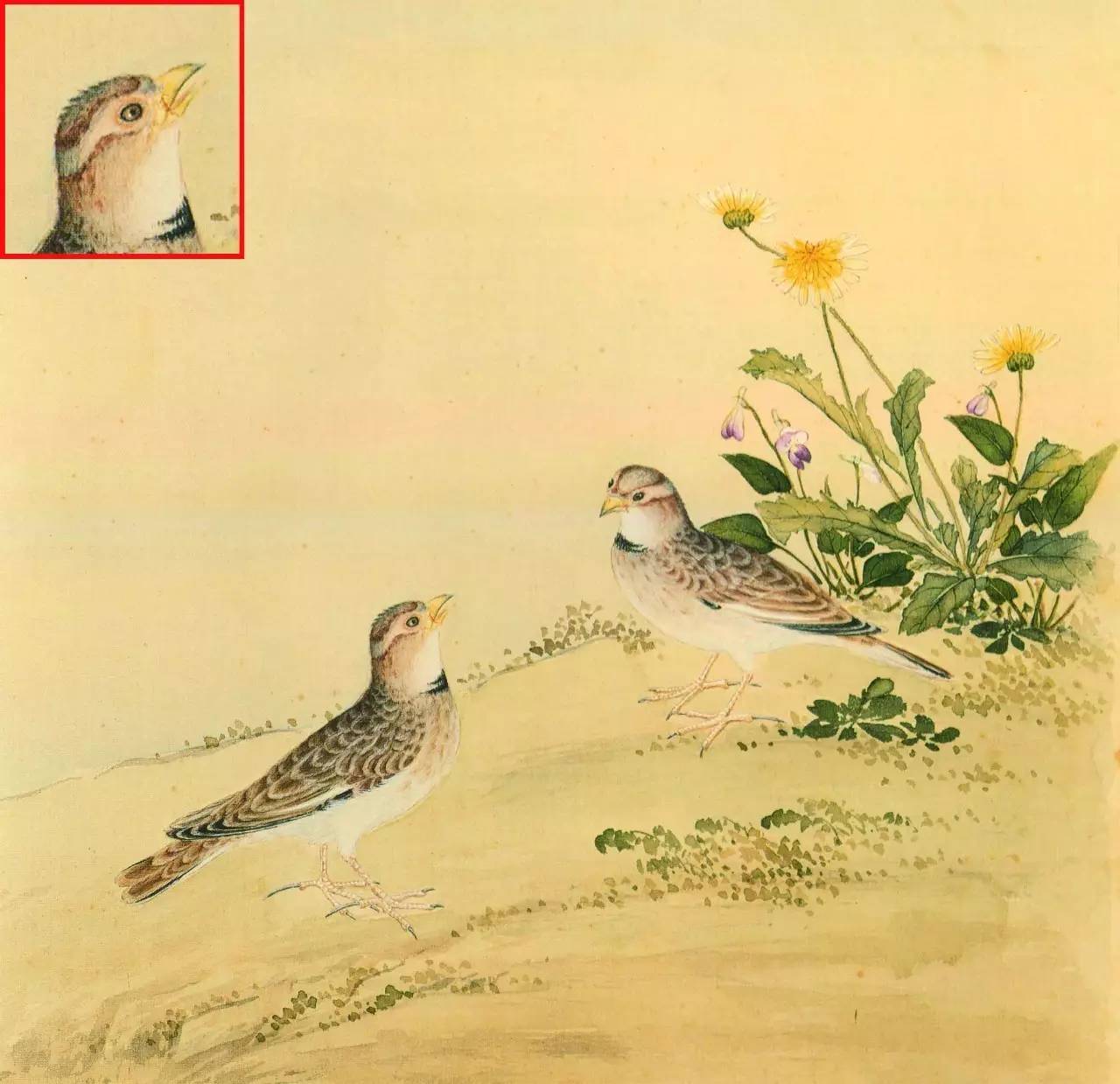 白翎是什么意思 白翎的意思，白翎是什么意思（也爱看鸟：乾隆皇帝的鸟谱珍藏）