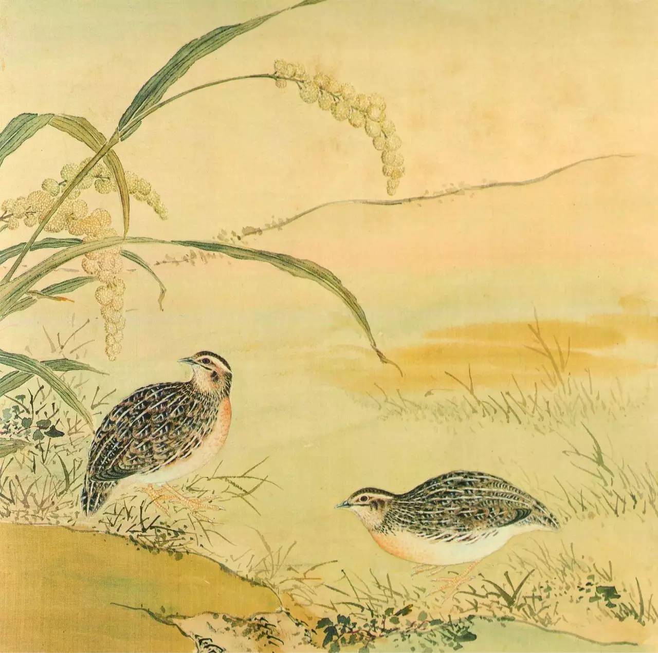 白翎是什么意思 白翎的意思，白翎是什么意思（也爱看鸟：乾隆皇帝的鸟谱珍藏）