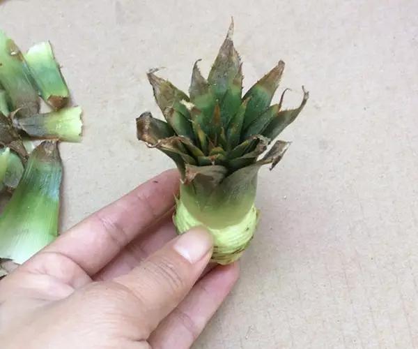 自己怎么种菠萝，怎么在家种植一棵菠萝（如何在家种菠萝）