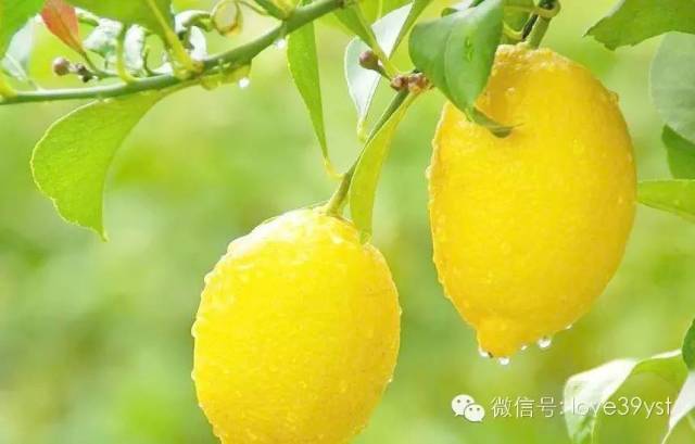 长期喝柠檬水的坏处是什么，长期喝柠檬水有坏处吗（长期吃柠檬的人竟然会这样）