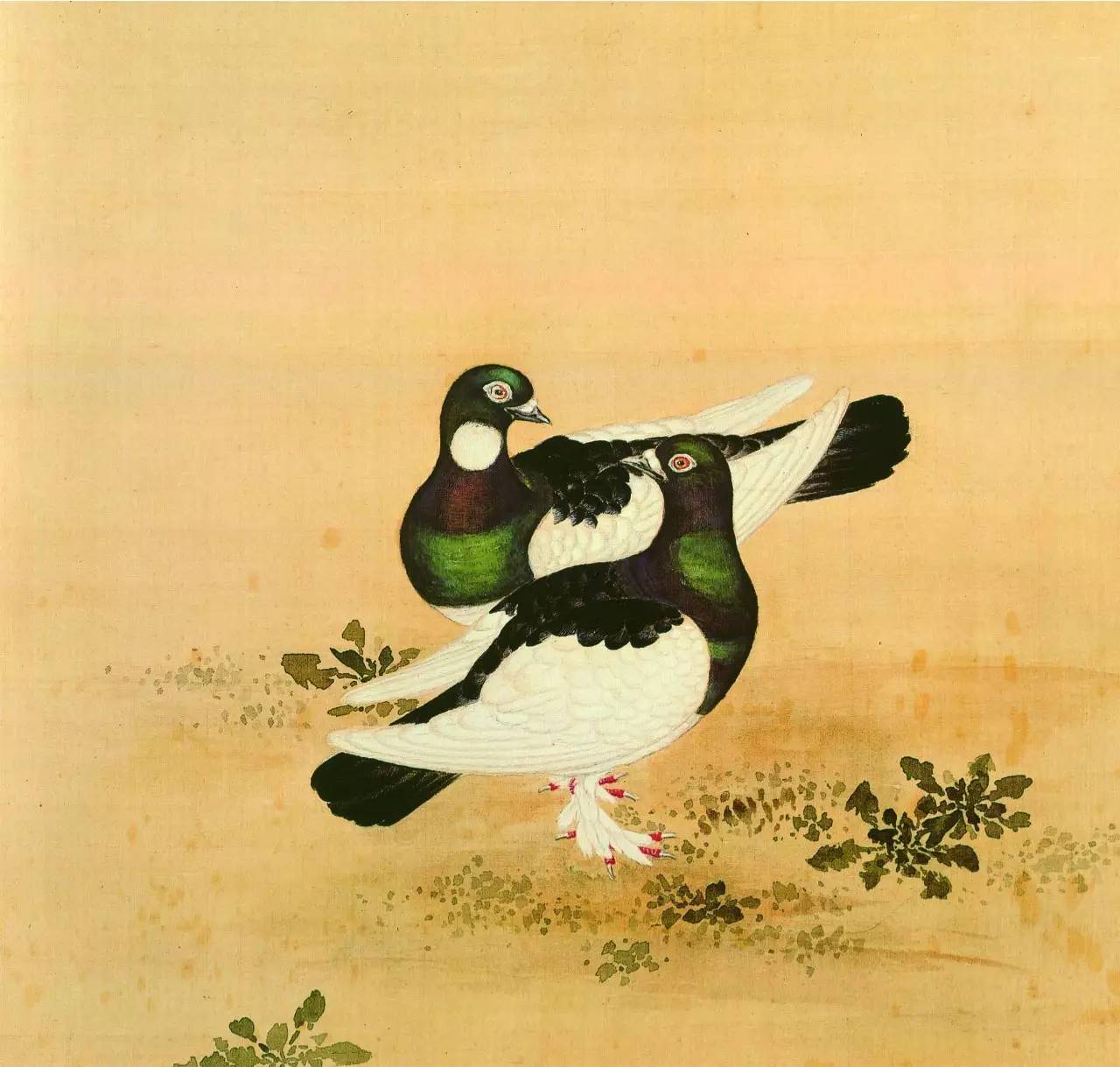 白翎是什么意思 白翎的意思，白翎是什么意思（也爱看鸟：乾隆皇帝的鸟谱珍藏）