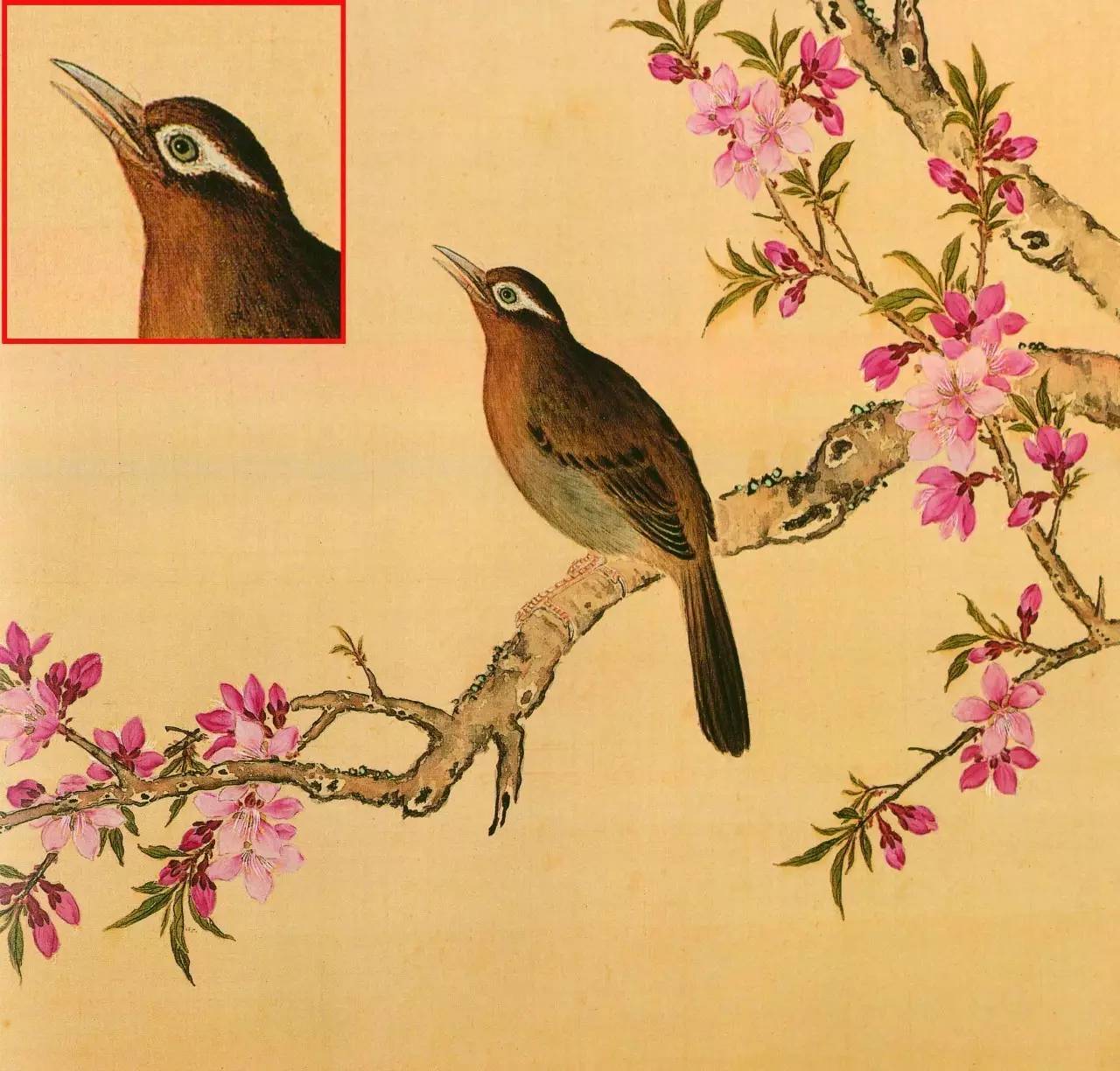 白翎是什么意思 白翎的意思，白翎是什么意思（也爱看鸟：乾隆皇帝的鸟谱珍藏）