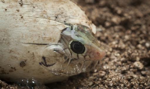 蛇是从那里生蛋的，蛇是怎么生蛋的（蛇生蛋和小蛇破壳全过程）
