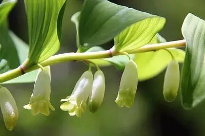 什么植物放在办公室最旺财 办公室植物注意事项，什么植物放在办公室最旺财（家中、办公室不可缺的旺宅旺财风水花卉）
