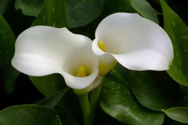 什么植物放在办公室最旺财 办公室植物注意事项，什么植物放在办公室最旺财（家中、办公室不可缺的旺宅旺财风水花卉）