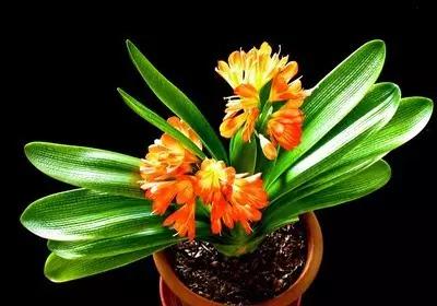 什么植物放在办公室最旺财 办公室植物注意事项，什么植物放在办公室最旺财（家中、办公室不可缺的旺宅旺财风水花卉）