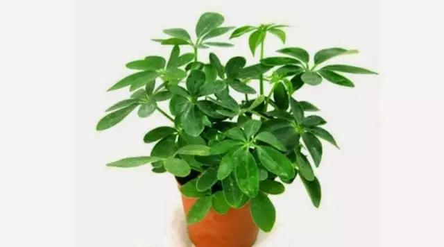 什么植物放在办公室最旺财 办公室植物注意事项，什么植物放在办公室最旺财（家中、办公室不可缺的旺宅旺财风水花卉）